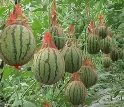 句容的吃瓜最新事件爆料,揭秘最新爆料背后的真相与争议” 第3张 句容的吃瓜最新事件爆料,揭秘最新爆料背后的真相与争议” 第3张