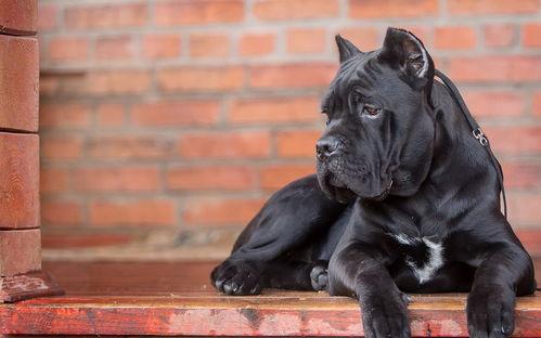 暴怒带土最新爆料大聪明,最新爆料揭示大聪明背后的真相 第1张 暴怒带土最新爆料大聪明,最新爆料揭示大聪明背后的真相 第1张